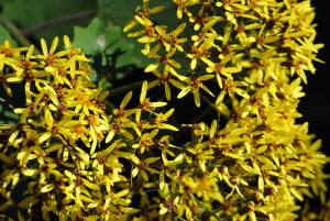 Botanic Garden, Sydney